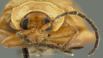 Media type: image; Entomology 19108   Aspect: head frontal view